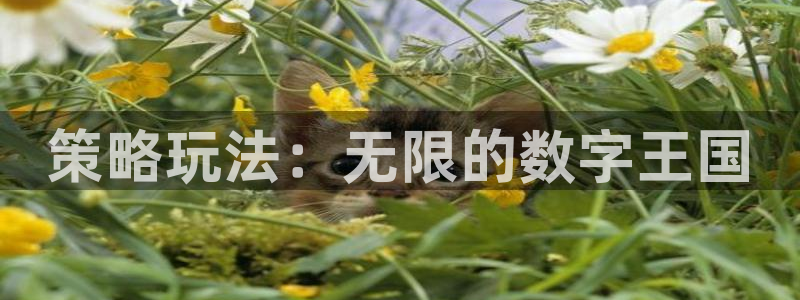 db电竞官网注册地址在哪里查询：策略玩法：无限的数字王国